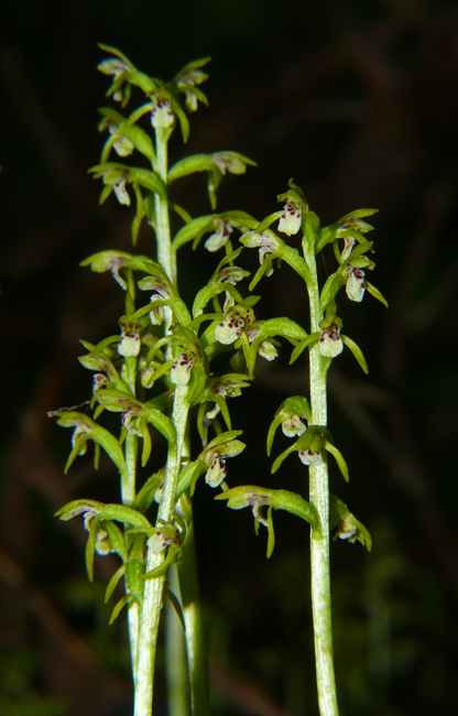 Tante, tantissime Corallorhiza trifida